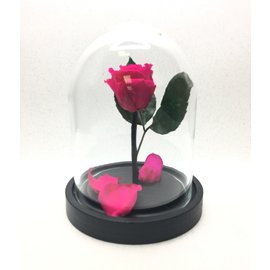 Роза в колбе 14,5х11 см, фуксия