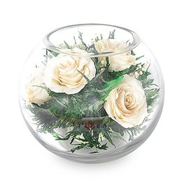 Айвори розы в среднем шаре