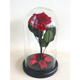 Роза в колбе 28х16 см, красная