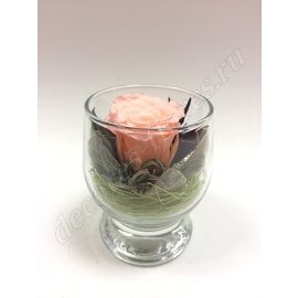 Одна персиковая роза в мини стаканчике