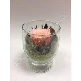 Персиковая роза в стаканчике