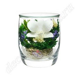 Белая орхидея в стакане