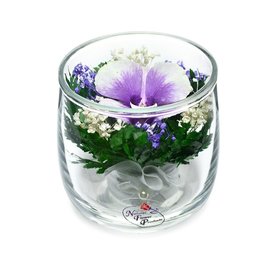 Одна сиреневая орхидея в стакане