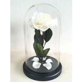 Роза в колбе 28х16 см,белая