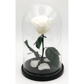 Роза в колбе M, белая, 27х15 см