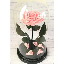 Роза в колбе XXL, нежно-розовая, 30х20 см