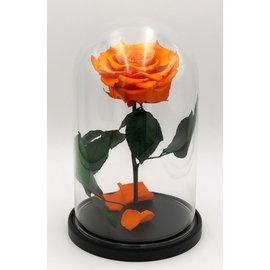 Роза в колбе XXL, оранжевая, 30х20 см