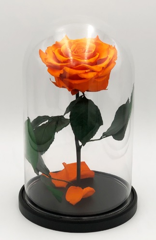Роза в колбе XXL, оранжевая, 30х20 см
