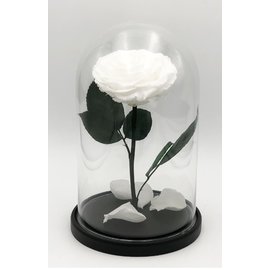 Роза в колбе XXL, белая, 30х20 см