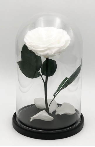 Роза в колбе XXL, белая, 30х20 см