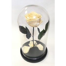 Роза в колбе L, ванильная, 27х15 см