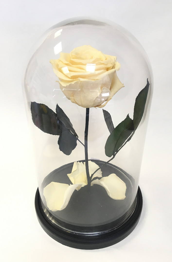 Роза в колбе L, ванильная, 27х15 см