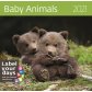 Календарь Baby Animals обложка