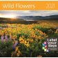 Календарь Wild Flowers обложка