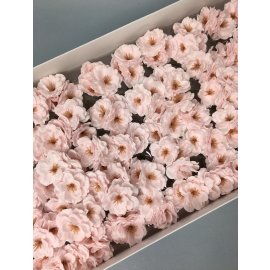 Сакура — нежно-розовая 50 шт
