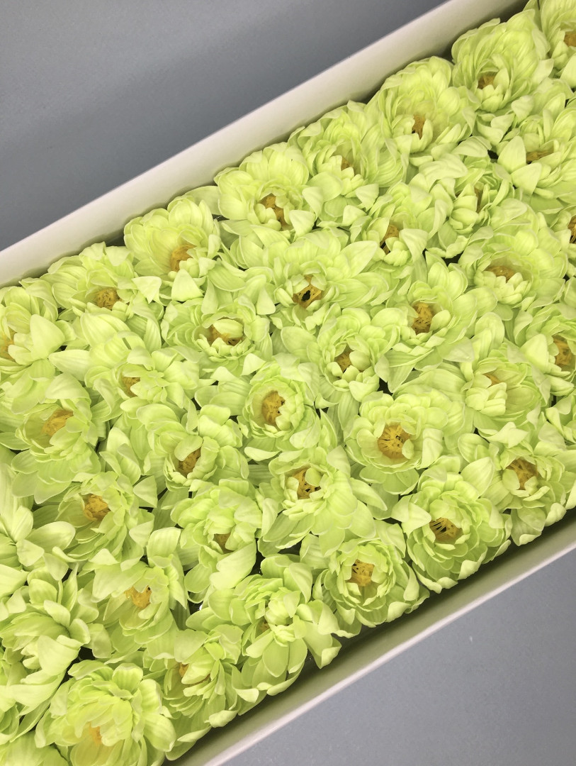 Хризантема — салатовая 50 шт