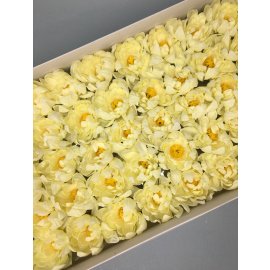 Хризантема — лимонная 50 шт
