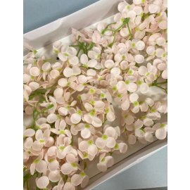 Гортензия мелкая — нежно-розовая 40 шт