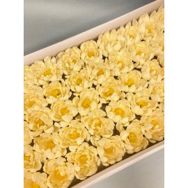 Хризантема — ванильная 50 шт