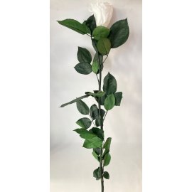 Роза белая 60 см на стебле