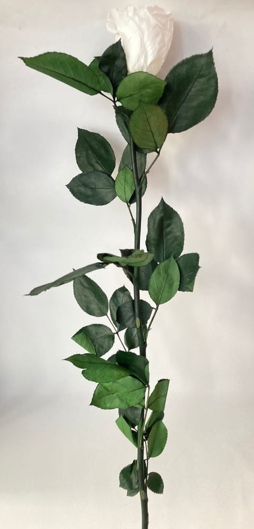 Роза белая 60 см на стебле