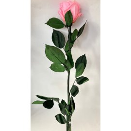 Роза розовая 60 см на стебле