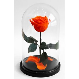 Роза в колбе M, оранжевая, 27х15 см
