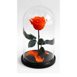 Роза в колбе L, оранжевая, 27х15 см